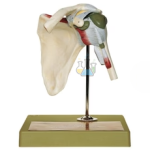Shoulder Joint Ligaments And Bursa Model